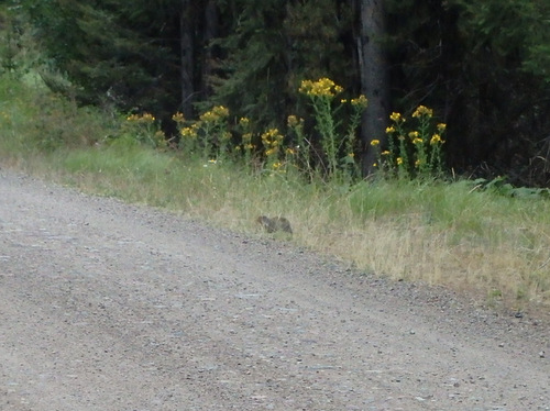 GDMBR: Small Groundhog or Woodchuck on NF-4370.